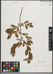 Foto von Salix phylicifolia L.